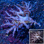 Sinularia Leather Coral Vietnam (click for more detail)