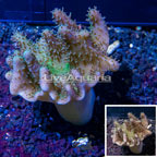 Devil's Hand Leather Coral Indonesia (click for more detail)