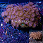Zoanthus Coral Indonesia (click for more detail)
