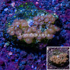 Zoanthus Coral Vietnam (click for more detail)