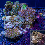 Zoanthus Coral Indonesia (click for more detail)