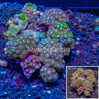 Zoanthus Coral Indonesia (click for more detail)