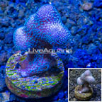 LiveAquaria® Cultured Stylophora Coral (click for more detail)
