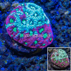 LiveAquaria® Cultured War Coral (click for more detail)