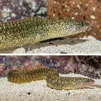 Richardson's Moray Eel (click for more detail)