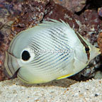 Four Eyed Butterflyfish (click for more detail)