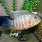 Tiger Severum Curare Cichlid (click for more detail)