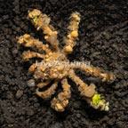 Decorator Crab (click for more detail)