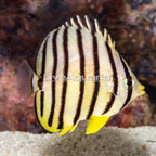 Eight Band Butterflyfish [Expert Only] (click for more detail)