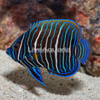 Blue Girdled Angelfish, Sub-adult (click for more detail)