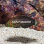 Dusky Wrasse (click for more detail)