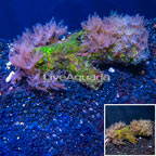 Waving Hand Coral Vietnam (click for more detail)