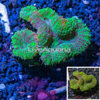 Lobed Brain Coral Australia (click for more detail)