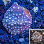 LiveAquaria® Cultured Cyphastrea Frag (click for more detail)