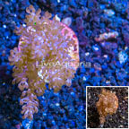 LiveAquaria® Cultured Pineapple Tree Coral (click for more detail)