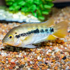 Black Stripe Dwarf Cichlid (click for more detail)