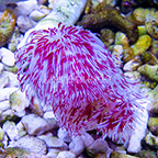 Magnificent Hard Tube Coco Worm, Red EXPERT ONLY (click for more detail)