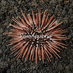 Rock Boring Urchin (click for more detail)