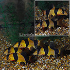 Clown Loach (Group of 6) (click for more detail)