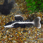 Redtail Catfish (click for more detail)
