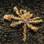 Decorator Crab (click for more detail)