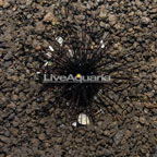Black Longspine Urchin  (click for more detail)
