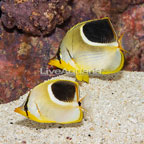 Saddleback Butterflyfish, Pair (click for more detail)