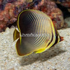 Triangle Butterflyfish  (click for more detail)