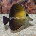 Scopas Tang (click for more detail)