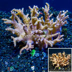 Sinularia Leather Coral Vietnam (click for more detail)