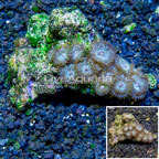 Zoanthus Coral Vietnam (click for more detail)