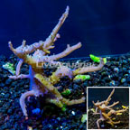 Sinularia Leather Coral Vietnam (click for more detail)