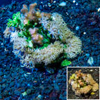 Xenia sp. & Pocillopora sp. Indonesia (click for more detail)