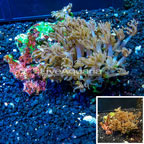 Waving Hand Coral Vietnam (click for more detail)