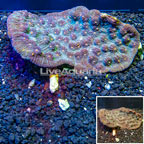 Ultra Chalice Coral Australia (click for more detail)