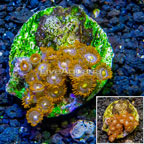 Zoanthus Coral Indonesia (click for more detail)