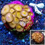 Protopalythoa Coral Indonesia (click for more detail)