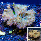 Cabbage Leather Coral Indonesia (click for more detail)
