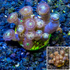LiveAquaria® Cultured Zoanthus Coral (click for more detail)