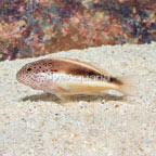 Freckled Hawkfish  (click for more detail)