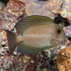 Orange Stripe Bristletooth Tang (click for more detail)