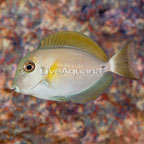 Epaulette Surgeonfish (click for more detail)