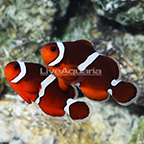 ORA® Captive-Bred Misbar Blood Orange Hybrid Clownfish (Bonded Pair) (click for more detail)