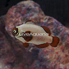 Gold Nugget Maroon Clownfish (click for more detail)