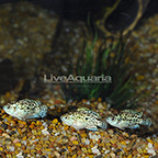 Electric Blue Jack Dempsey Cichlid (Group of 3) (click for more detail)