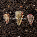 Halloween Hermit Crab (Trio) (click for more detail)