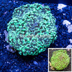 Hammer Hybrid Coral Indonesia (click for more detail)