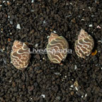 Babylon Snail, Trio (click for more detail)