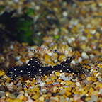 Polka Dot Lyretail (L-155) Plecostomus (click for more detail)