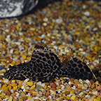 Colombian Spotted (L-165) Plecostomus (click for more detail)